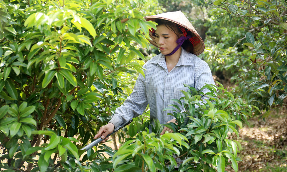 Chi hội trưởng phụ nữ năng động